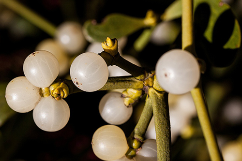 tricks to lower blood pressure instantly with mistletoe
