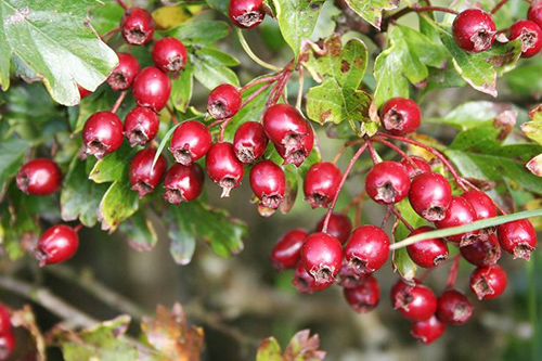 hawthorn berry benefits