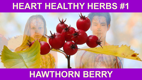 hawthorn extract