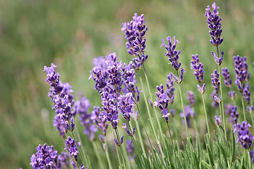 lavender benefits