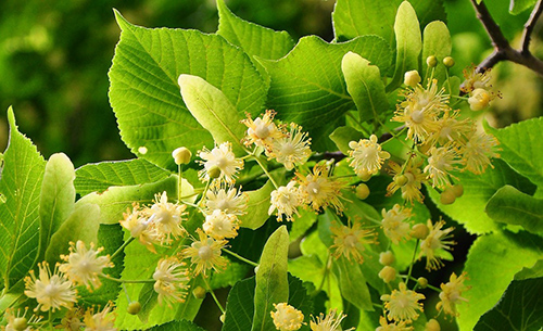 linden flower benefits