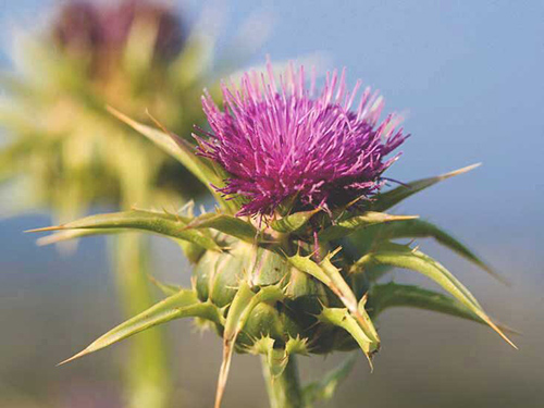 milk thistle benefits