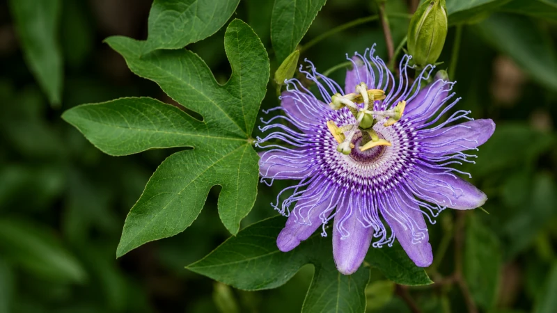 Close-up of a Passiflora incarnata passion flower bloom and leaves.