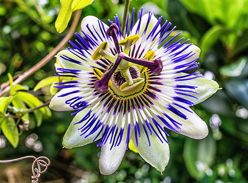 passion flower benefits