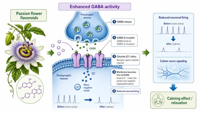 Diagram showing how passion flower flavonoids increase GABA activity to calm nerve-cell signaling.