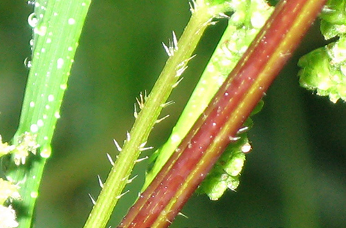 stinging nettle benefits