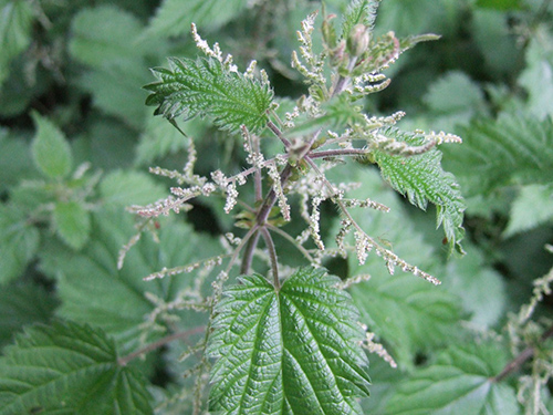 stinging nettle