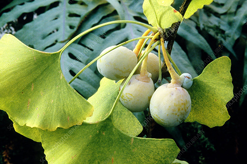 ginkgo biloba memory