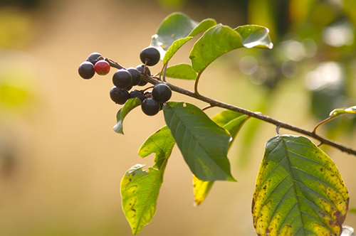 herbs for constipation