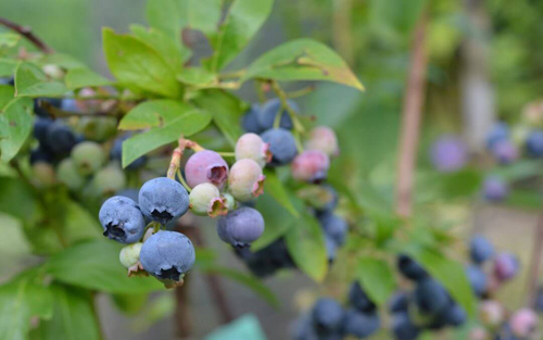 bilberry benefits for eyes
