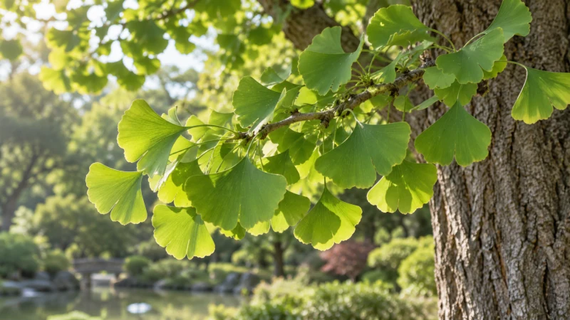 Fan-shaped green ginkgo biloba leaves growing naturally on a tree branch