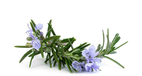 how to make rosemary oil