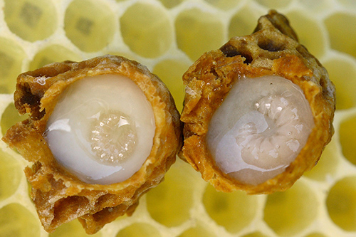 royal jelly benefits