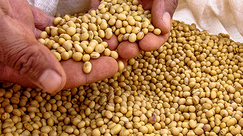 soybeans in a bag