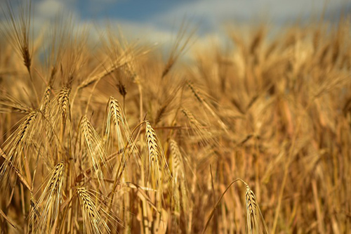 barley field