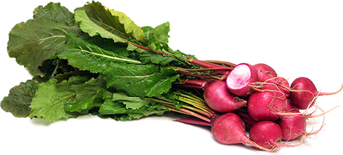 Bushel of turnips fresh from the garden