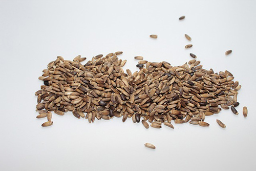 Milk thistle seeds spread all over a table