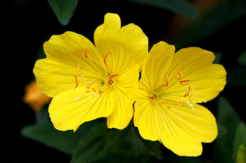 Evening primrose flower