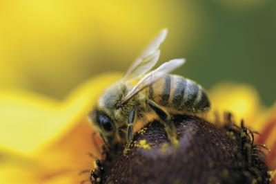 bee on a flower