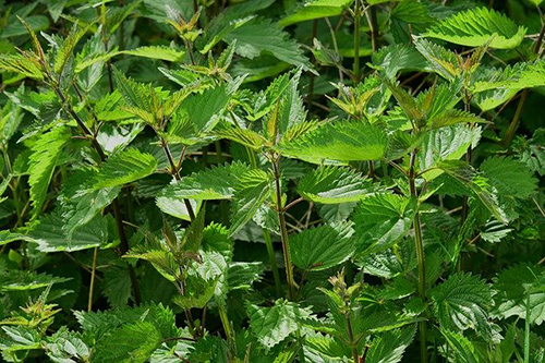 The leaves of the stinging nettle plant