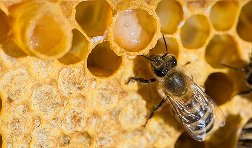 4 Main Royal Jelly Benefits That You Should Be Aware Of 3