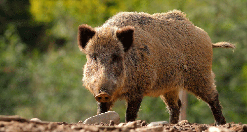 Wild boar looking fierce with blurred trees in the background