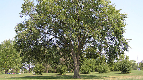 American elm tree facts