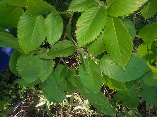 leaves of the American elm tree