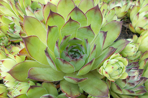 houseleek plant