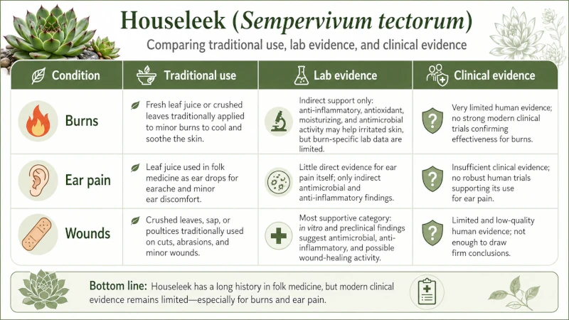 Chart comparing houseleek's traditional use, lab evidence, and clinical evidence across burns, ear pain, and wounds.