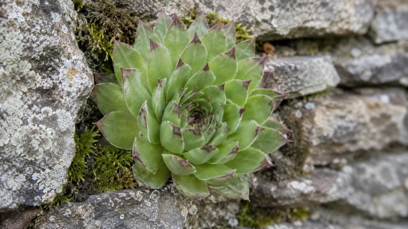 Close-up of a houseleek (Sempervivum tectorum) rosette growing on a stone wall.