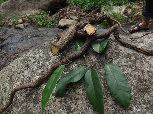 Birchwort root is very poisounous