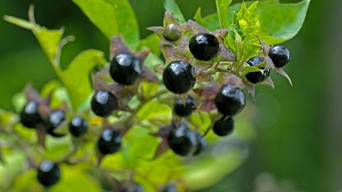 Poisonberry plant health benefits