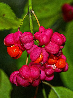Spindle Tree health benefits