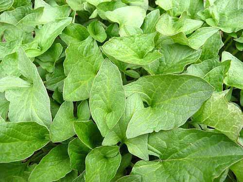 Good King Henry or allgood plant leaves