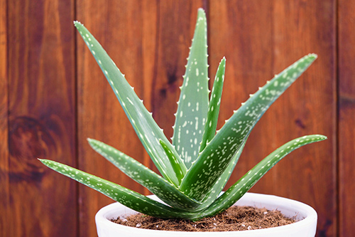 aloe vera for hair