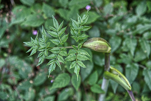 Angelica plant health benefits