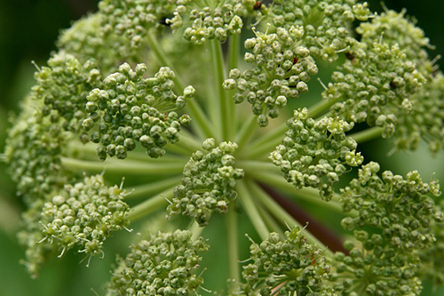 angelica plant images