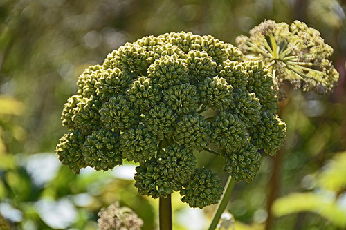 angelica plant and its many medicinal properties