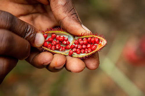 Annatto Tree Health Benefits: Discover 6 Amazing Scientific Facts You Should Know 1