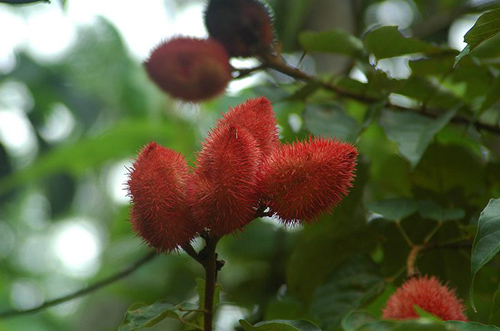 annatto tree fruits