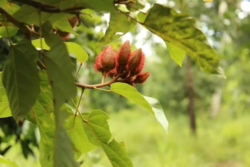 annatto tree for tasty recipes