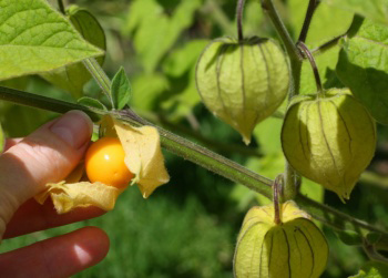 are ground cherries poisonous to dogs