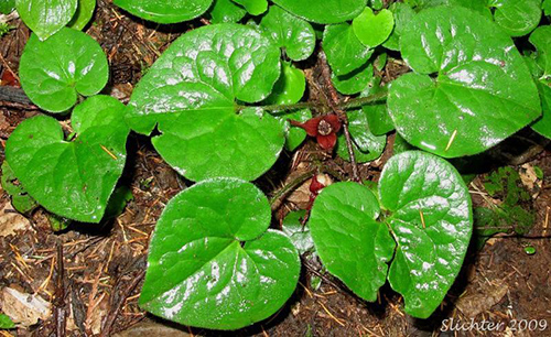 asarum plant health benefits