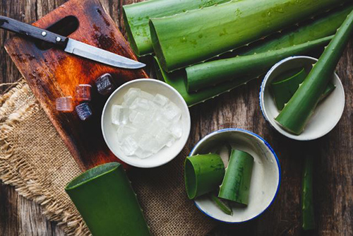 preparing aloe vera for their many benefits