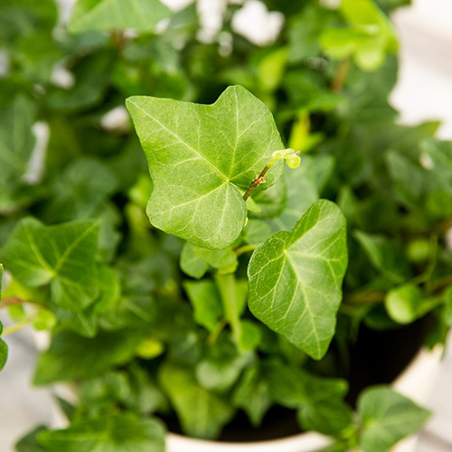 Ivy Plant Health Benefits 1