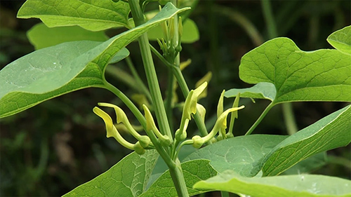 close up of birchwort stem and leaves