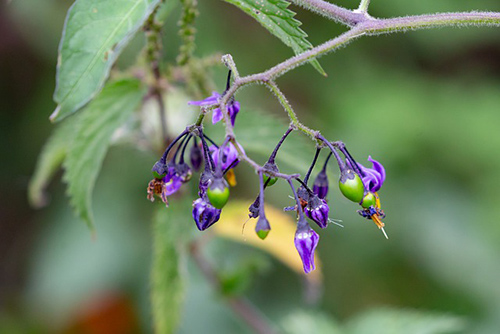 bittersweet nightshade medicinal uses