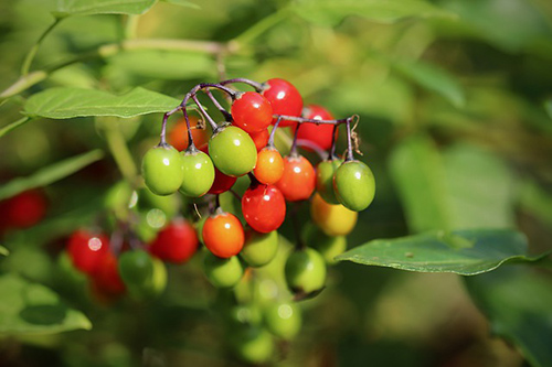 Amazing Bittersweet Nightshade Health Benefits