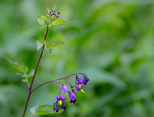 bittersweet nightshade rash treatment